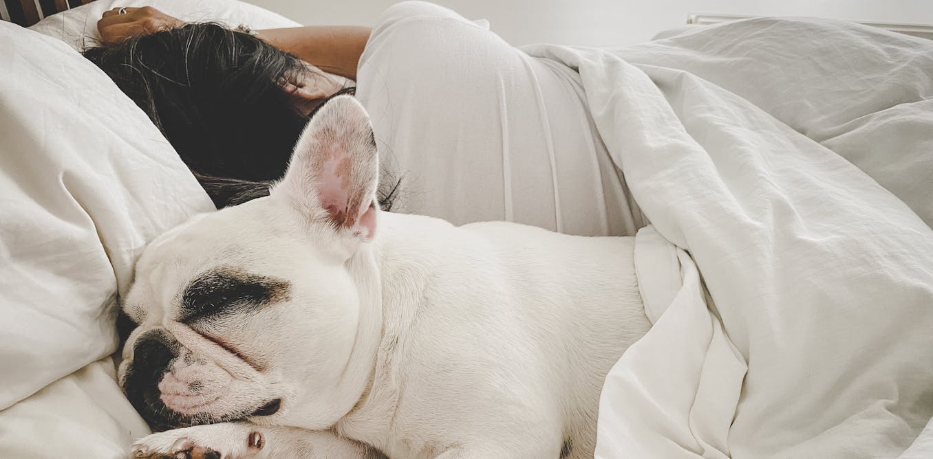 ¿Compartir una habitación con tus mascotas podría impedirte dormir bien por la noche?