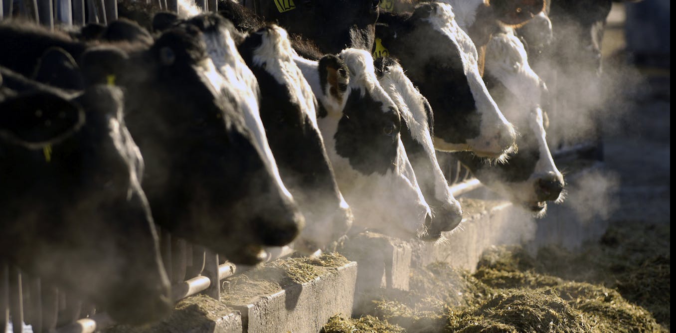 Cómo llegan los fragmentos del virus de la gripe aviar a la leche que se vende en las tiendas y qué significa la propagación del H5N1 en las vacas para la industria láctea y los bebedores de leche