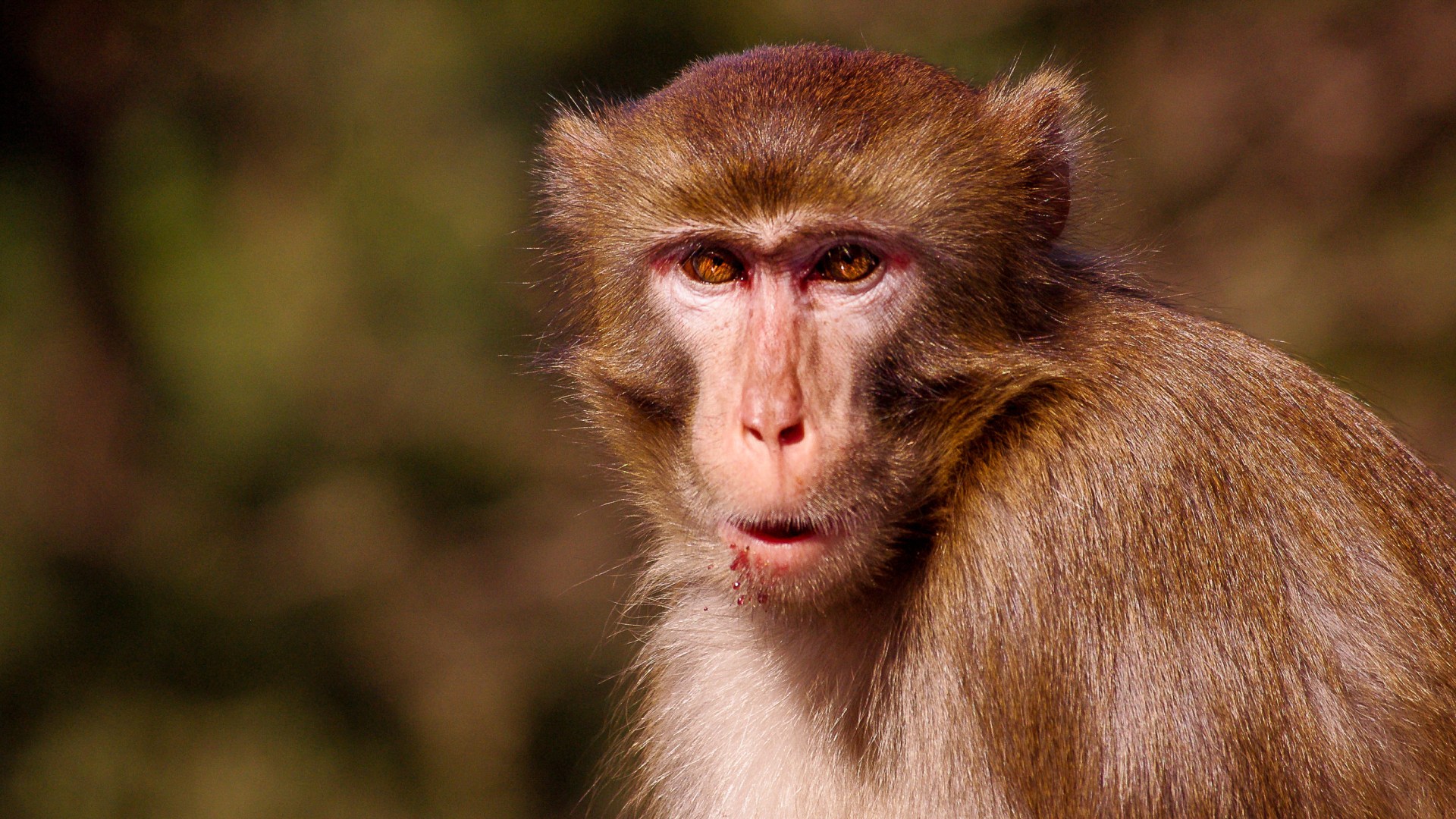 Un hombre de 37 años contrae el mortal virus de la “inflamación cerebral” que provoca desagradables ampollas después de visitar el parque de los monos.