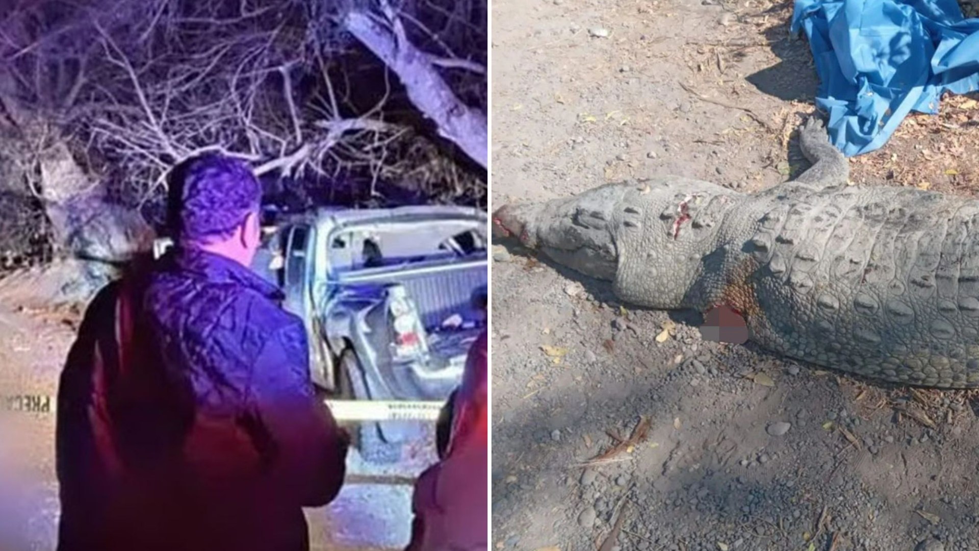 Tres muertos después de chocar contra un cocodrilo de 7 pies y girar hacia un árbol en un horroroso choque en México