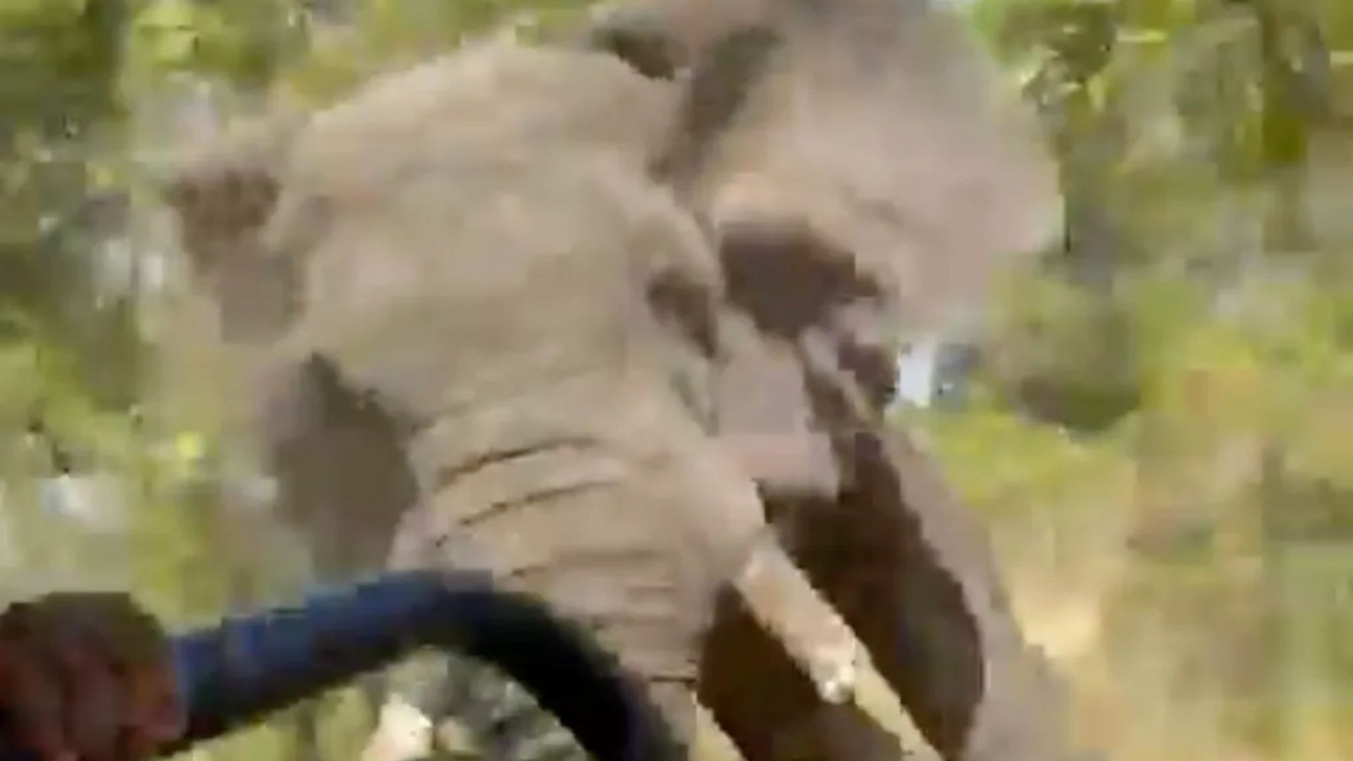 Momento de terror: un elefante enloquecido voltea un camión de safari que mata a un turista estadounidense de 80 años después de una aterradora persecución de 1,5 millas