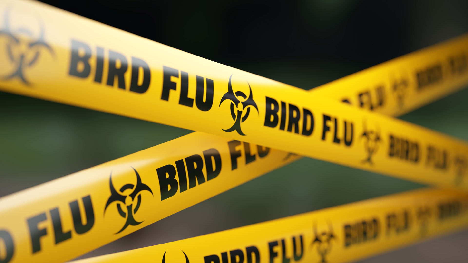 Estudiante de 21 años muere a causa de una cepa de gripe aviar en el Reino Unido y EE. UU. días después de notar una nueva tos